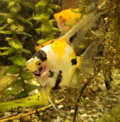 [Sale 50% Off] 6 of Koi Angelfish (4inch+ Tip to Tip)